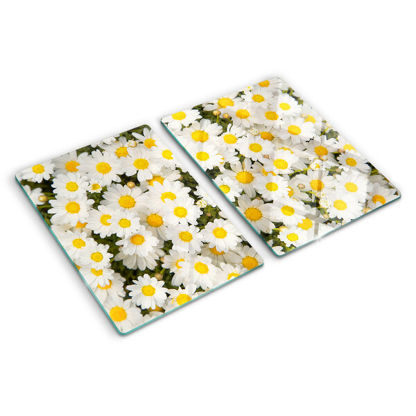 Snijplanken van glas Madeliefjes op een witte achtergrond