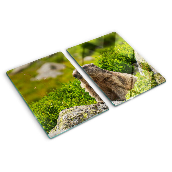 Snijplanken van glas Marmot tegen een achtergrond van groen gras