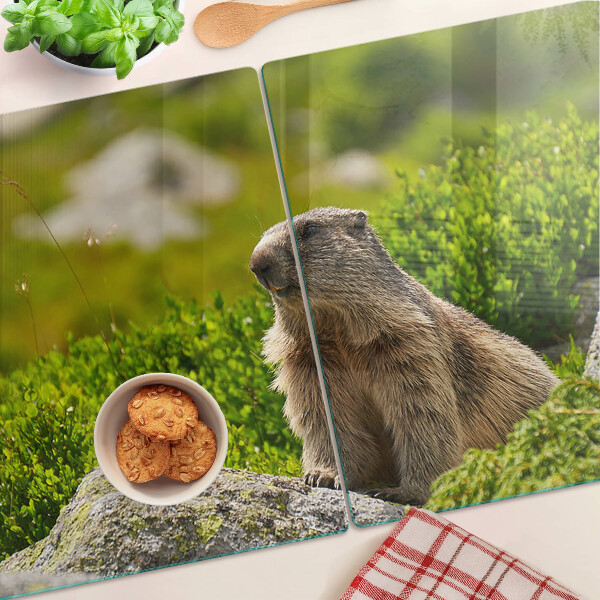 Snijplanken van glas Marmot tegen een achtergrond van groen gras