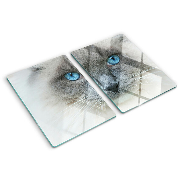 Snijplanken van glas Een kat met blauwe ogen