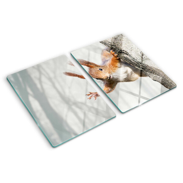 Snijplanken glas Eekhoorn op een tak