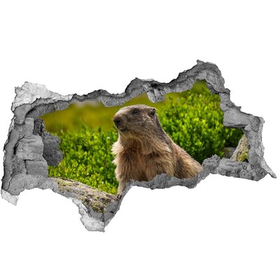 3D sticker gat in stenen muur Marmot in het wild