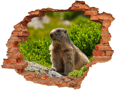 Vinyl muursticker 3D breekeffect Marmot in het wild