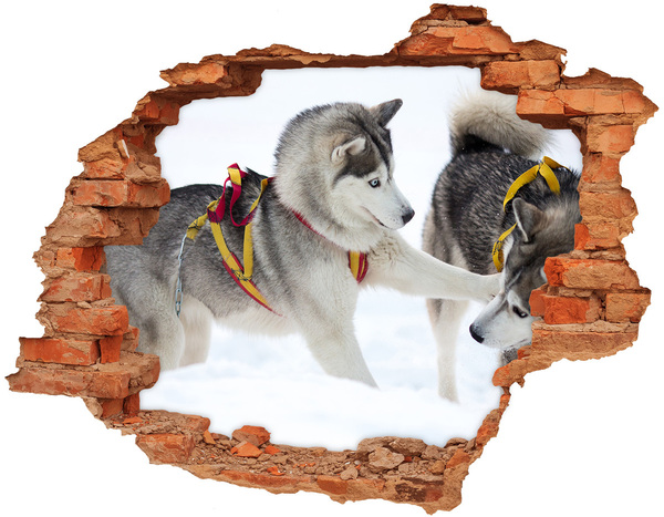 Grote 3D muursticker gat in de muur Siberische husky's in actie