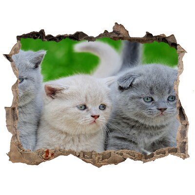 Wandsticker 3D gat met uitzicht Kittens in een gat in de muur