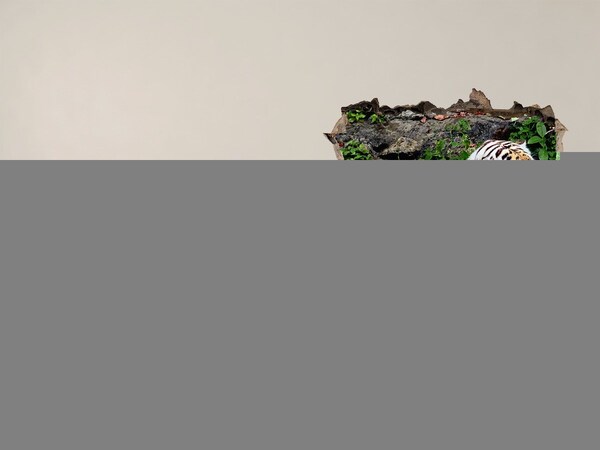 Wandsticker 3D gat met uitzicht Tijger in zijn natuurlijke habitat