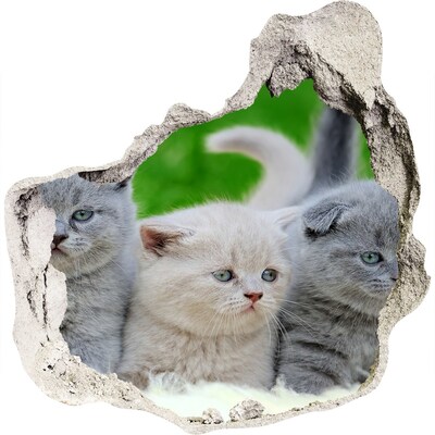 3D wandsticker gat in de muur Kittens in een gat in de muur