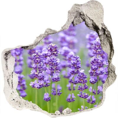 Lavendelveld in de zon