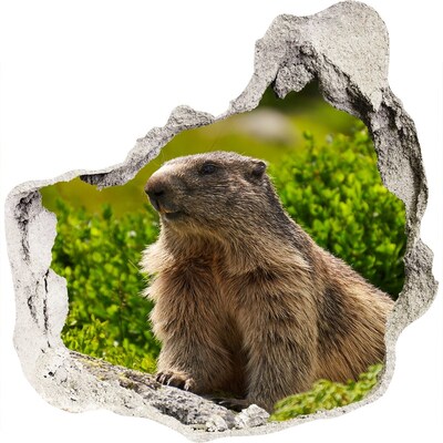 Zelfklevende muursticker 3D gat Marmot in het wild
