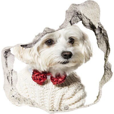 3D muursticker effect gat in de muur Hond in een trui door een gat in de muur