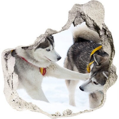 Zelfklevende muursticker 3D gat Siberische husky's in actie