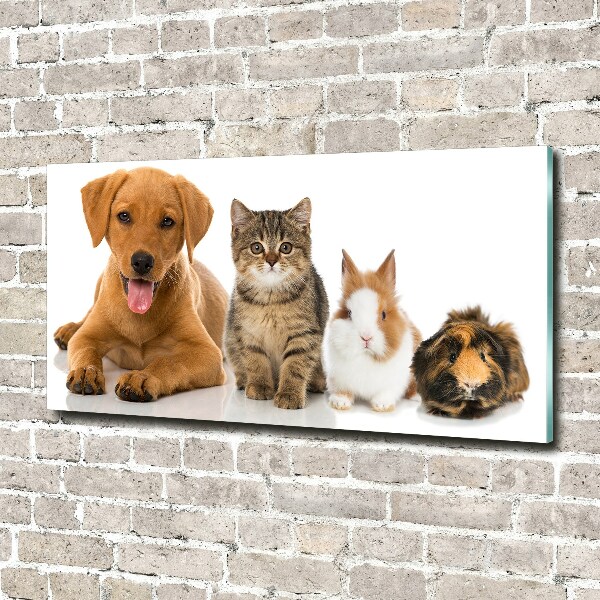 Foto plexiglas Hond en kat