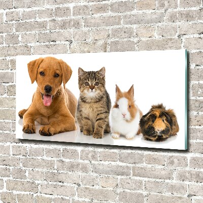 Foto plexiglas Hond en kat