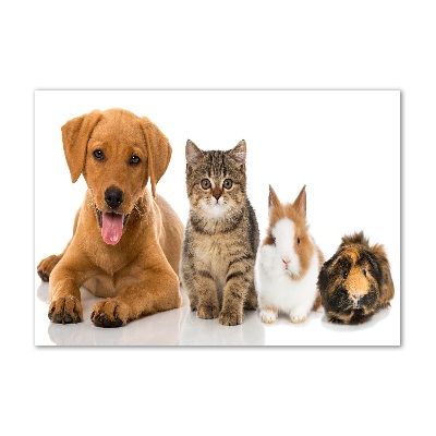 Foto plexiglas Hond en kat