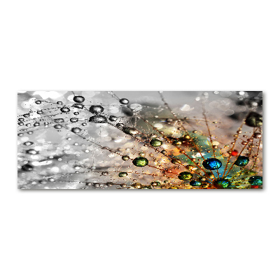 Plexiglas foto Paardenbloemzaden