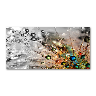 Plexiglas foto Paardenbloemzaden