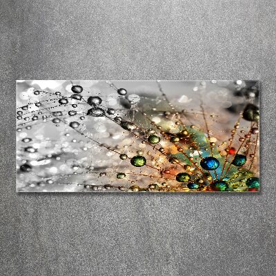 Plexiglas foto Paardenbloemzaden