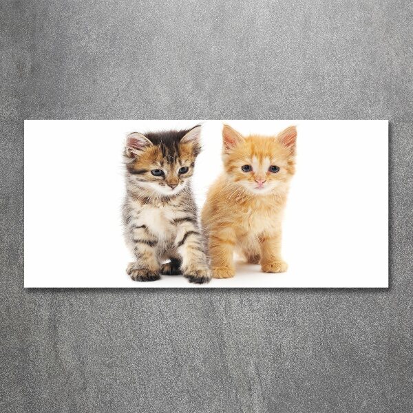 Plexiglas schilderij Bruine en rosse kat