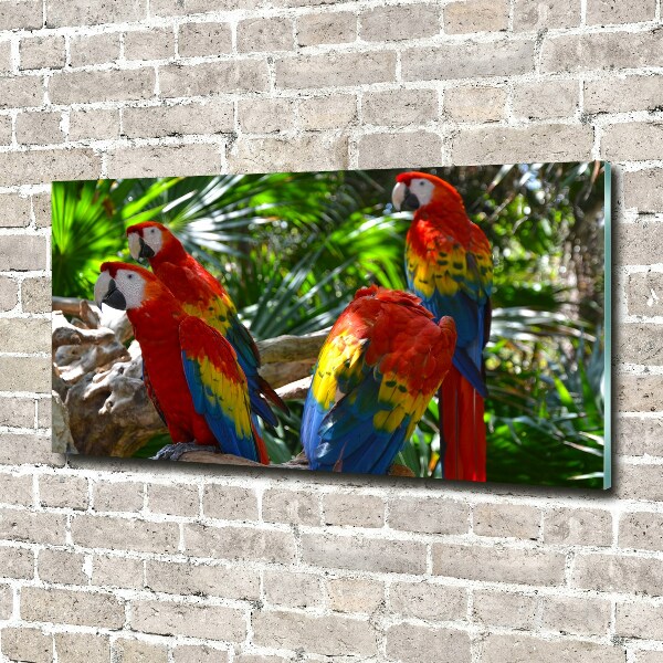Foto op plexiglas Ara papegaaien
