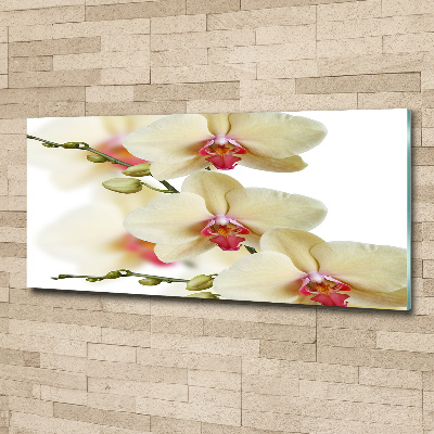 Plexiglas schilderij Orchidee