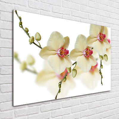 Plexiglas schilderij Orchidee
