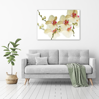 Plexiglas schilderij Orchidee
