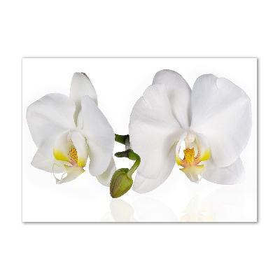 Plexiglas schilderij Orchidee