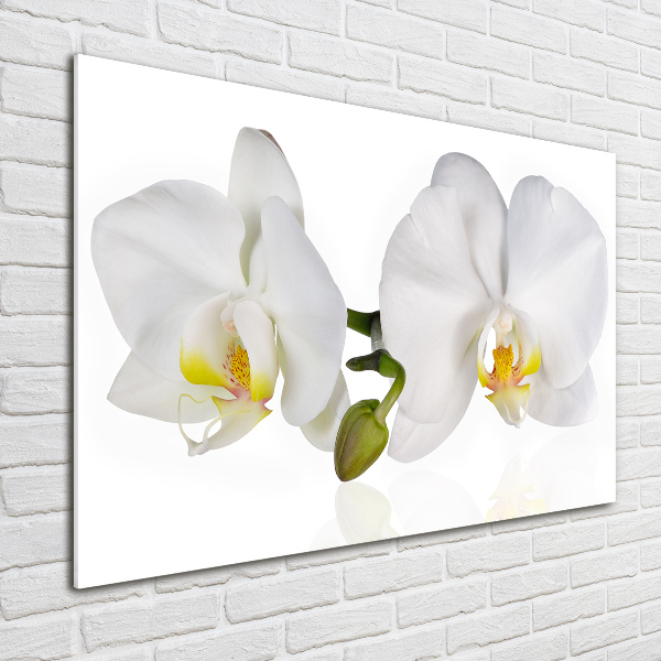 Plexiglas schilderij Orchidee