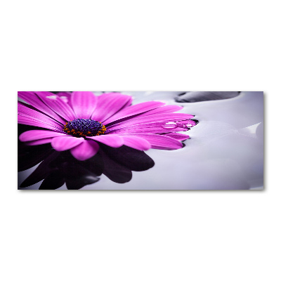 Foto in plexiglas Gerbera