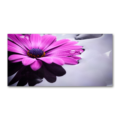Foto in plexiglas Gerbera