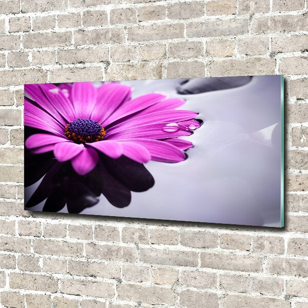 Foto in plexiglas Gerbera