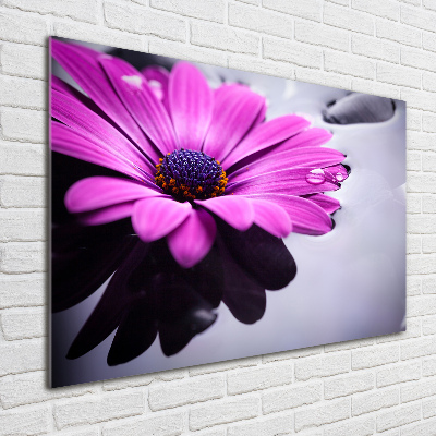 Foto in plexiglas Gerbera