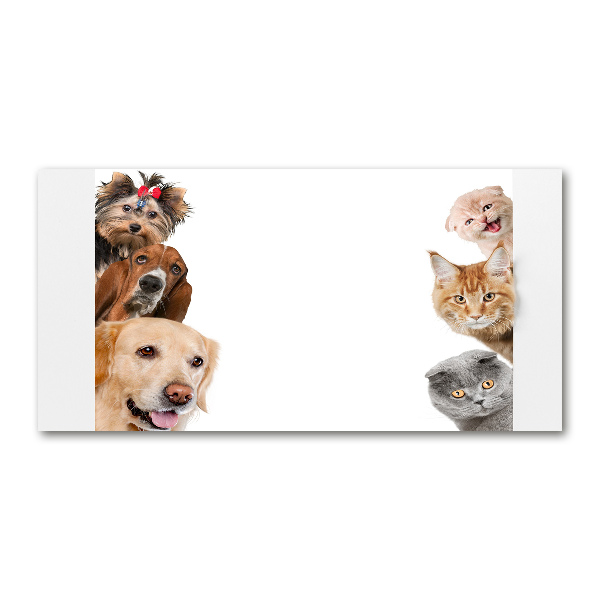 Foto in plexiglas Honden en katten