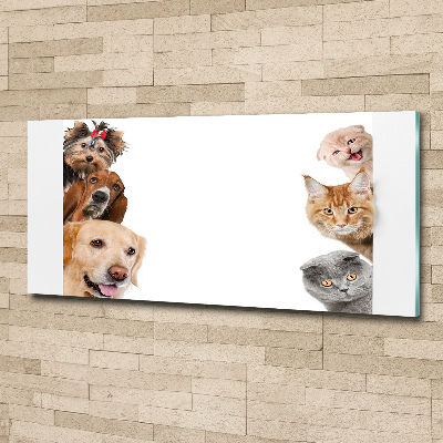 Foto in plexiglas Honden en katten