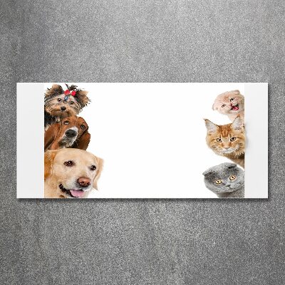Foto in plexiglas Honden en katten