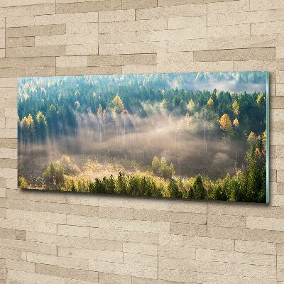 Foto op plexiglas Mist in het bos