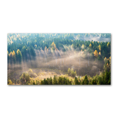 Foto op plexiglas Mist in het bos