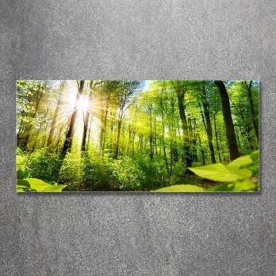 Schilderij op acrylglas Bos in de zon