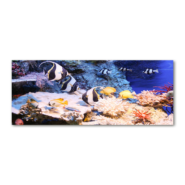 Foto plexiglas Koraalrif