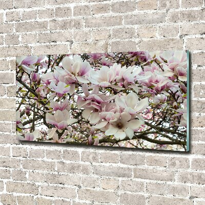 Plexiglas foto Magnolia bloemen