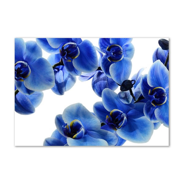 Foto plexiglas Blauwe orchidee