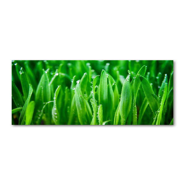 Plexiglas schilderij Gras