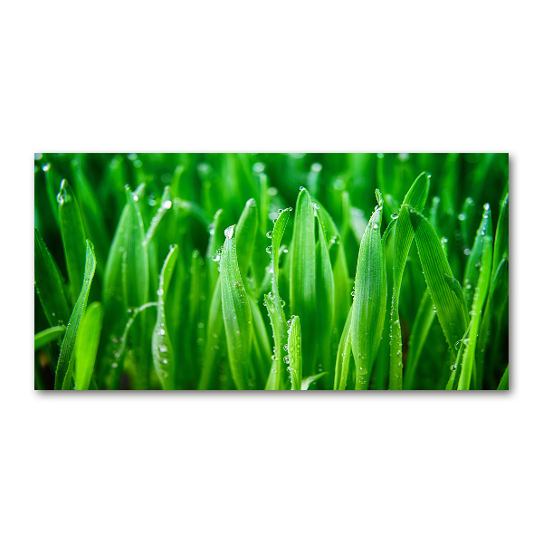 Plexiglas schilderij Gras