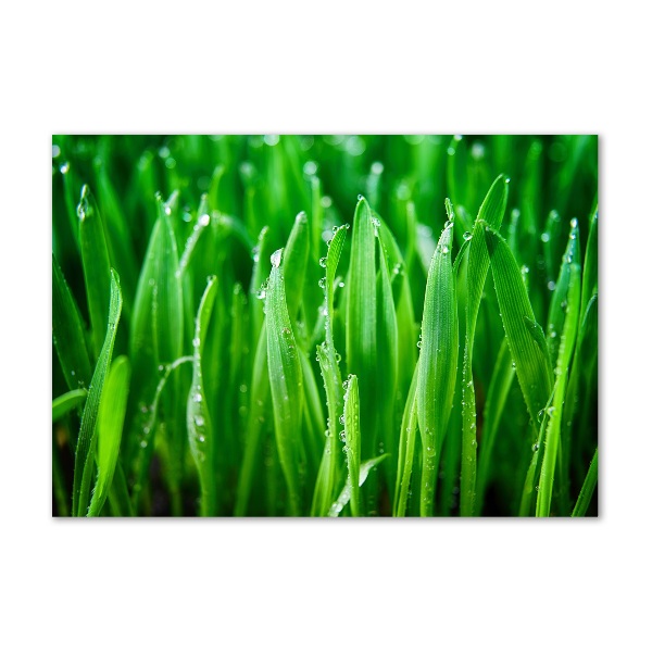 Plexiglas schilderij Gras