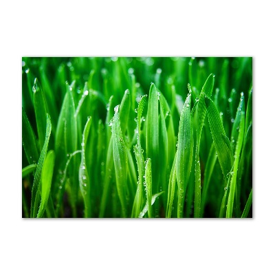 Plexiglas schilderij Gras