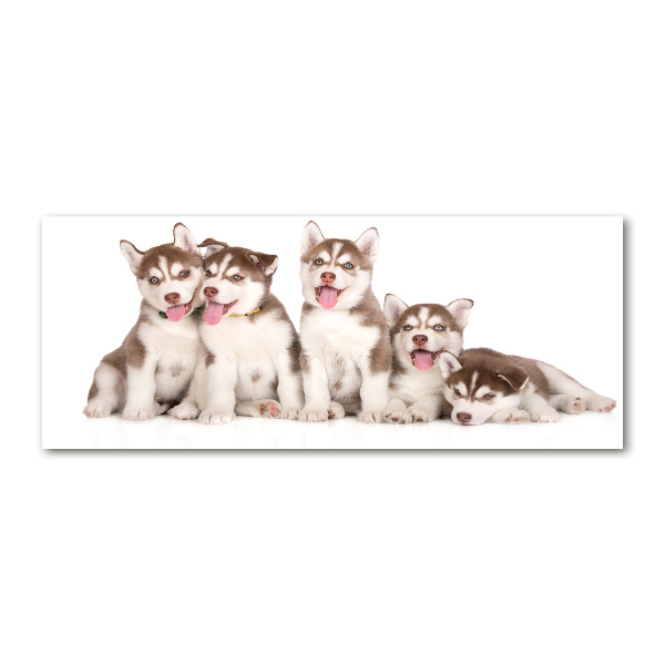 Foto in plexiglas Husky-puppy's
