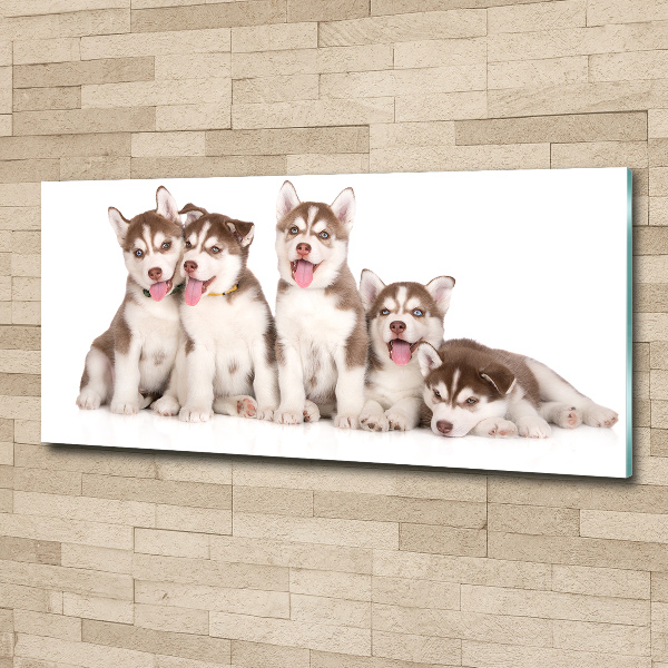 Foto in plexiglas Husky-puppy's