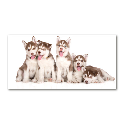 Foto in plexiglas Husky-puppy's