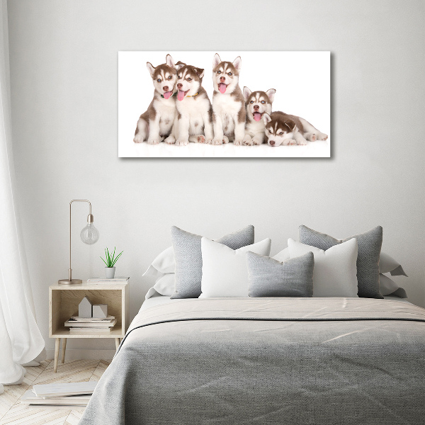 Foto in plexiglas Husky-puppy's