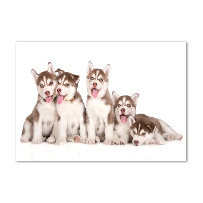 Foto in plexiglas Husky-puppy's